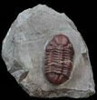 Red Barrandeops Trilobite - Hmar Laghdad, Morocco #39845-1